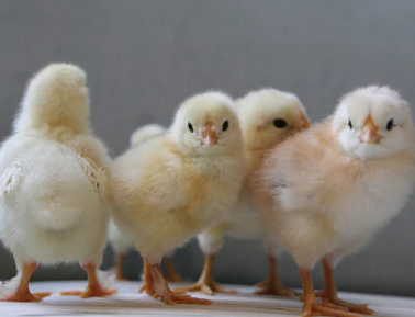 chicks